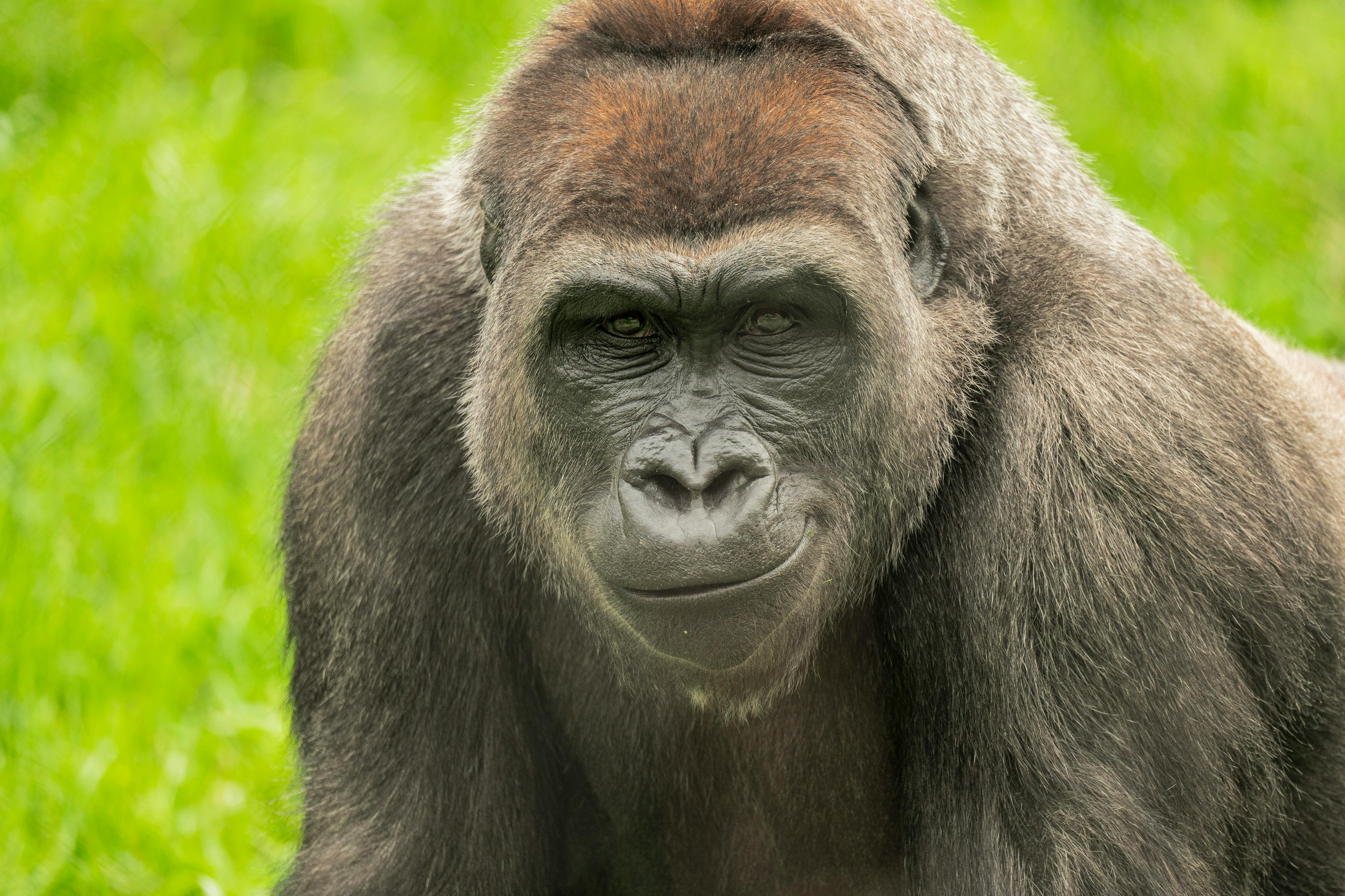 Franklin Park Zoo: Entry Ticket - Photo 1 of 8
